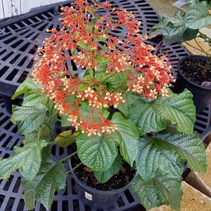 Orange Pagoda Starter Plant (Clerodendrum Paniculatum) - Small, Well-Rooted, Ships In Pot
