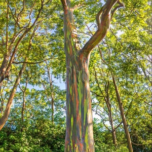 16”to 21”Tall Rainbow Eucalyptus deglupta Well Rooted Starter Tree Seedling Sapling Plant~Absolutely Stunning Tree! Extremely Rare!
