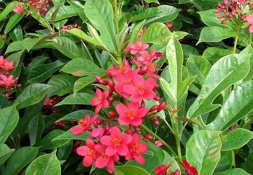 Watermelon Pink~~Dwarf Jatropha~intergerima Tropical Peregrina~~STARTER PLANT~~Hummingbird Paradise!