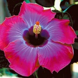 Rum Runner**Small Rooted Tropical Hibiscus Starter Plant**Ships Bare Root***Very Rare!