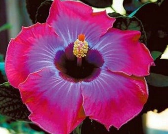Rum Runner**Small Rooted Tropical Hibiscus Starter Plant**Ships Bare Root***Very Rare!