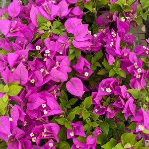 Royale Purple Bougainvillea Small Well Rooted Starter Plant**Deep Solid Purple Blooms!