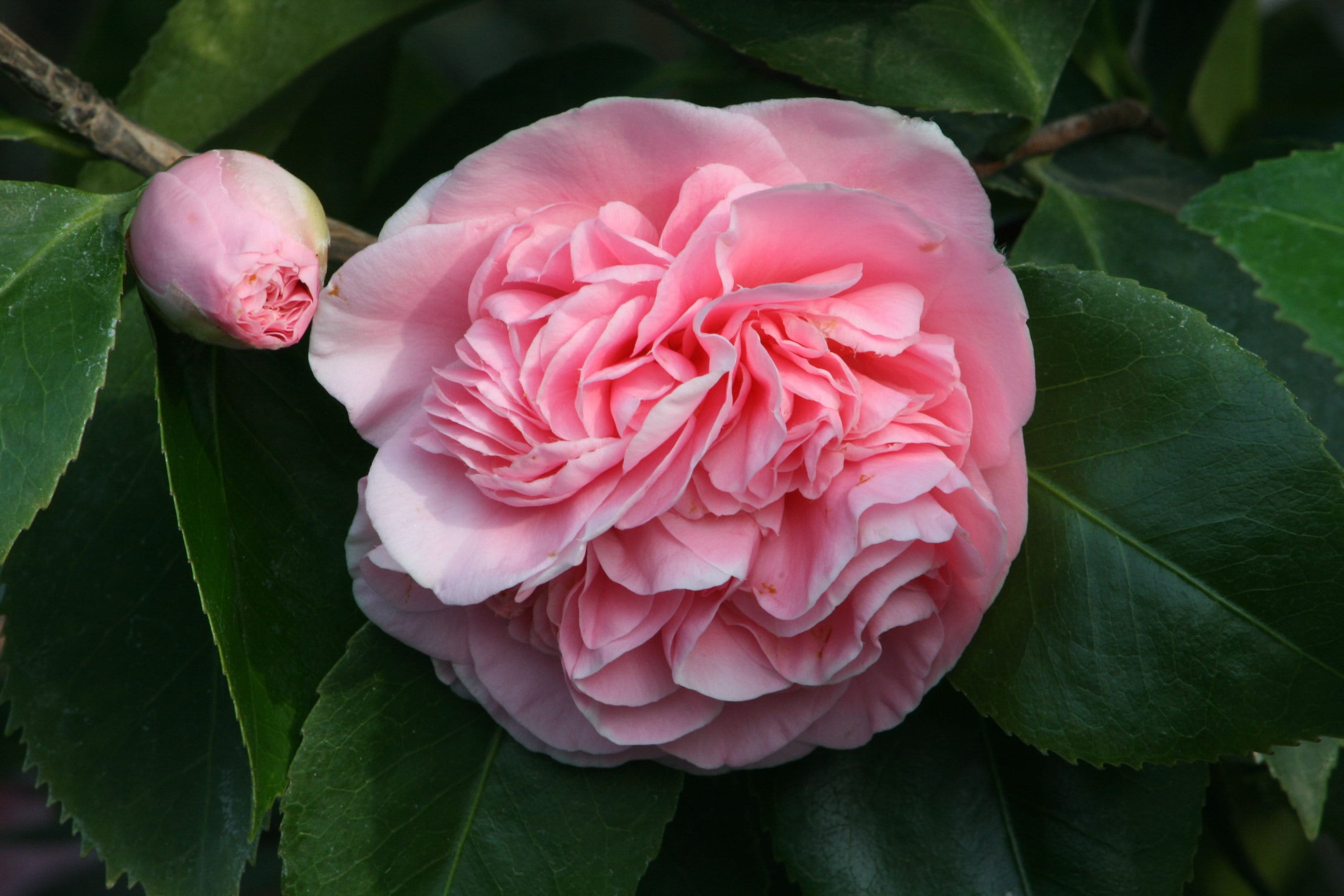 Debutante**unique Blooms**camellia Japonica-live Starter Plant - Etsy