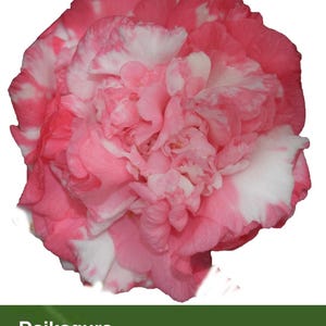 DAIKAGURA**Bicolor Bloom** Camellia Japonica-Live Starter Plant-Wild One! Blooms Are All Wildly Different! Never Get Bored with this one!