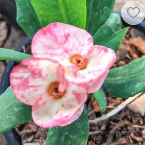 May include: A close-up of a pink and white flowering plant with green leaves. The flower has a unique marbled pattern.
