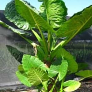 CALIDORA*** Elephant Ear Alocasia SMALL Rooted Starter Plant**Cold hardy~~Gets Huge!