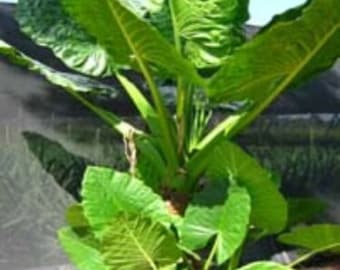 CALIDORA*** Elephant Ear Alocasia SMALL Rooted Starter Plant**Cold hardy~~Gets Huge!
