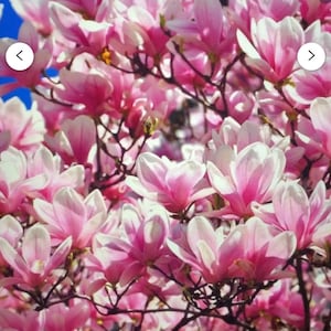 Chinese Saucer~Magnolia Hybrid Tree~Fragrant Blooms! 20-28 Inches Tall~Large 1 Gallon Pot