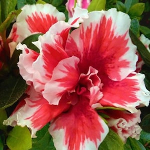 Mardi Gras~~Azalea Rhododendron Small Rooted Starter Plant~~
