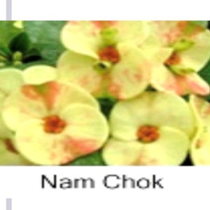 NAM CHOK**Crown Of Thorns-Euphorbia Milii**Christ Plant**Very Small Well Rooted Starter Plant**2-6 Inches Tall**Extremely Rare Variety