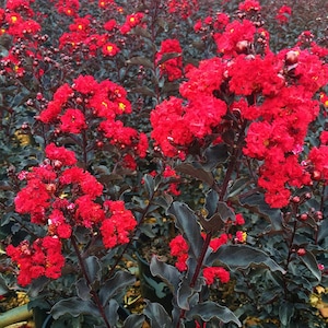 EBONY FIRE~~Crepe Crape Myrtle Starter Lagerstroemia Well Rooted &quot;STARTER&quot; Plant~~Gorgeous Blood Red Blooms with Jet Black Foliage!