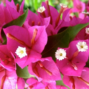 May include: Close-up of vibrant pink bougainvillea flowers with white centers. The flowers are clustered together, creating a beautiful display of color.