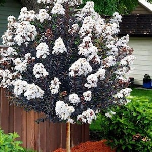 May include: A white flowering crape myrtle tree with dark purple leaves. The tree is planted in a bed of brown mulch.