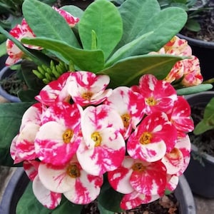 LAI KANOK**Crown Of Thorns-Euphorbia Milii**Christ Plant**Very Small Well Rooted Starter Plant**2-4 Inches Tall**Extremely Rare Variety