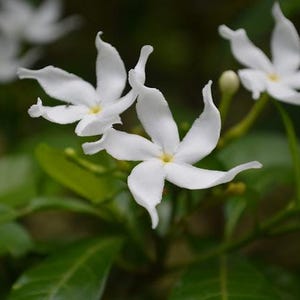 Pinwheel Crape Jasmine – Tabernaemontana divaricate~~SMALL Rooted STARTER Plant~
