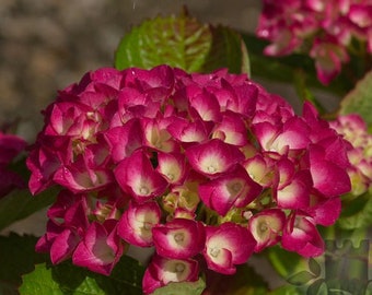 MASJA~~Hydrangea Starter Plant~~Blooms Deep Red to Deep Purple~~See all pics! Bloom color depends on the soil chemistry it grown in