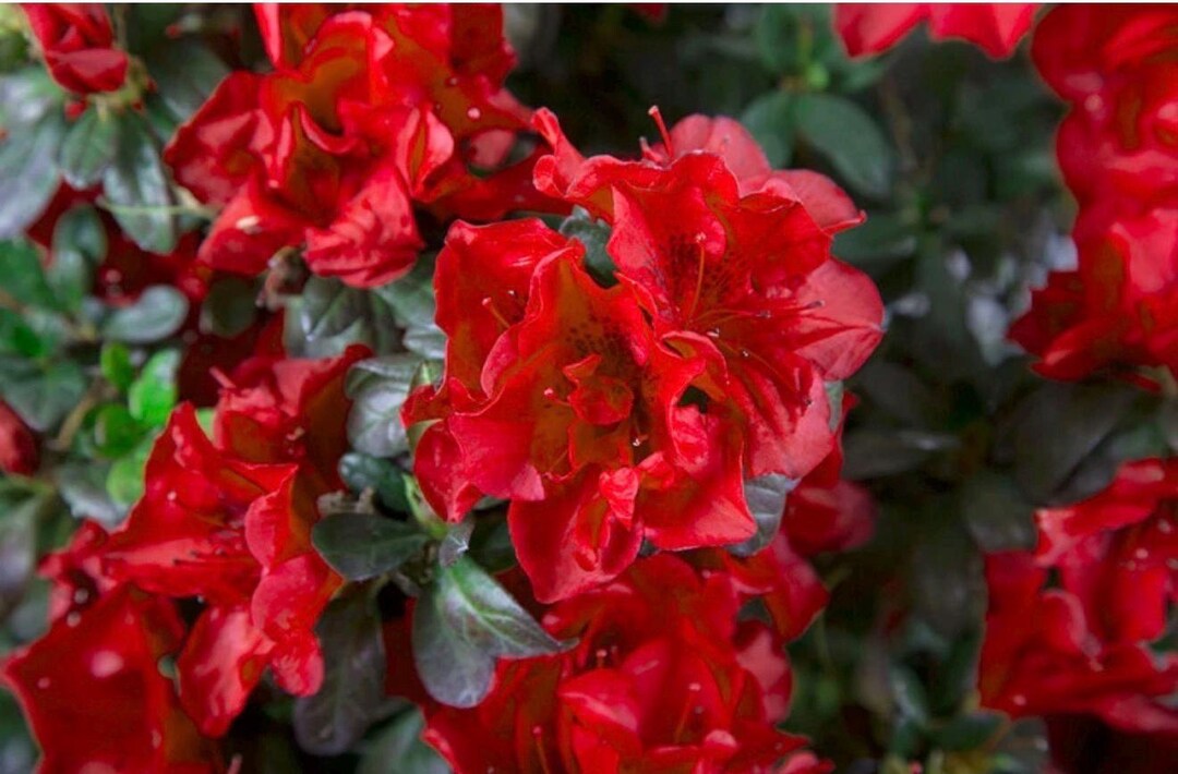 Fire Azalea Rhododendron Starter Plant~~beautiful Blood Red Heavily ...