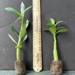 May include: Two small green plants with long, slender leaves are displayed next to a ruler. The ruler, marked in inches, shows the plants are approximately 6 inches tall. The plants have a small root ball at the base.