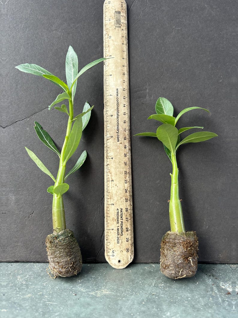 May include: Two small green plants with long, slender leaves are displayed next to a ruler. The ruler, marked in inches, shows the plants are approximately 6 inches tall. The plants have a small root ball at the base.