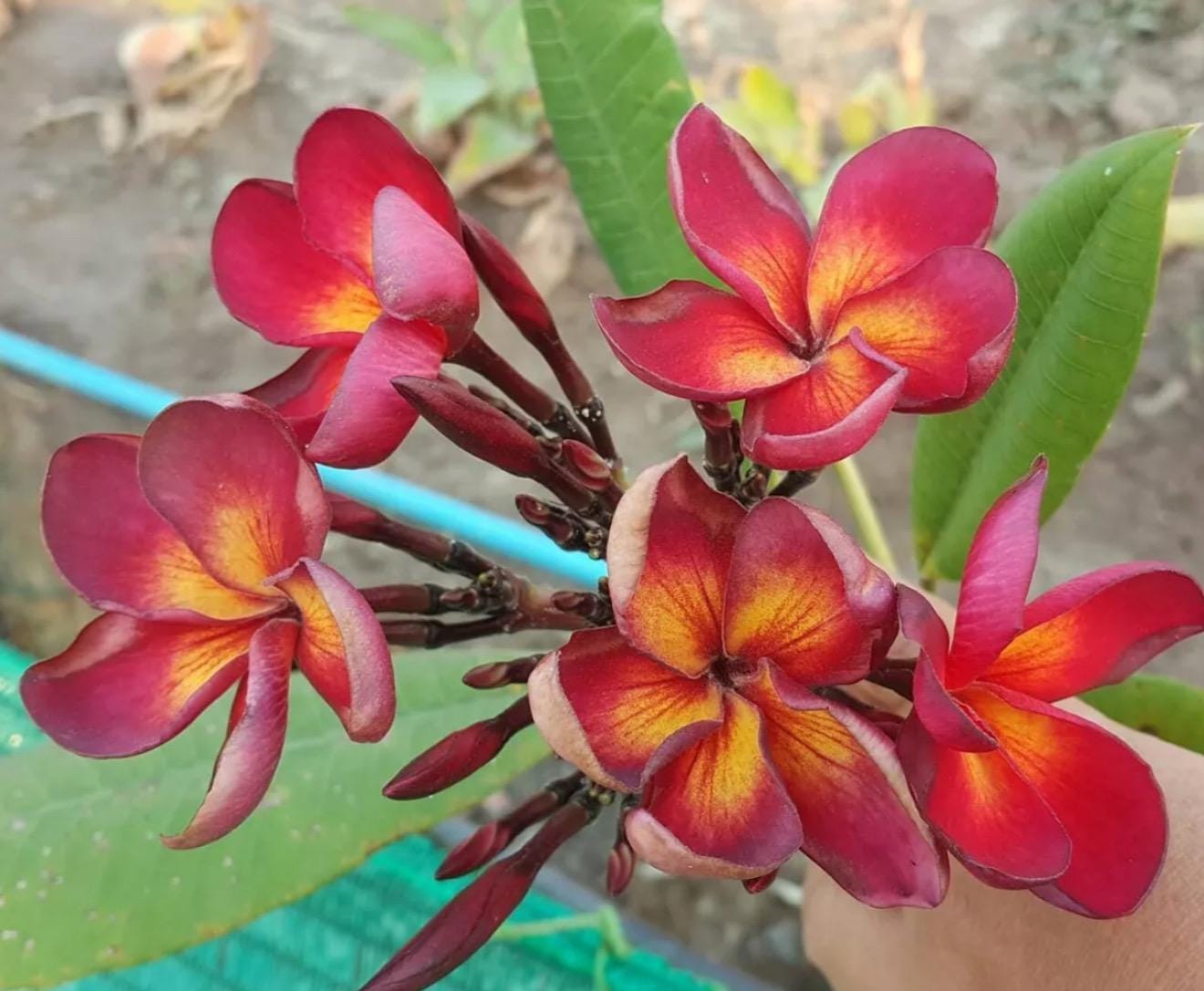 プルメリア ジャマイカファイヤー Plumeria Jamaica fire JL