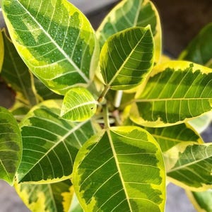 Yellow Gem Rubber Tree-Ficus elastics-SMALL ROOTED STARTER Plant
