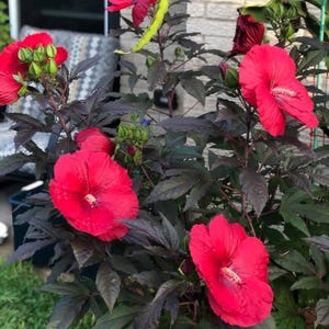Mimi Hibiscus moscheutos-SMALL ROOTED STARTER Plant-Profuse bloomer! Giant 6-8” Diameter Blooms!