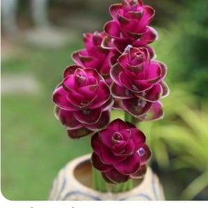 Purple Ginger Plants - Etsy