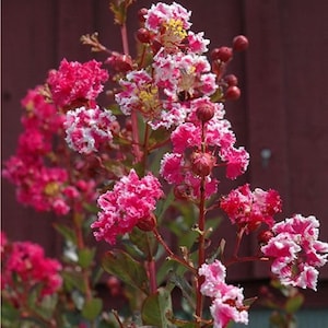 May include: Close-up of a flowering plant with vibrant pink and white blossoms. The flowers have a ruffled appearance and are clustered together on slender stems. Green leaves provide a contrasting backdrop to the colorful blooms.