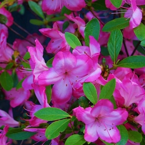 Vibrant~~Azalea Rhododendron Small Rooted Starter Plant~~