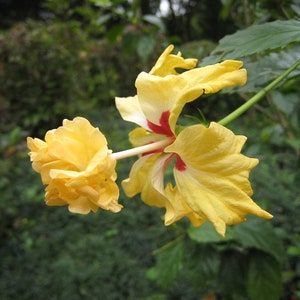 YELLOW LION&#39;S TAIL** Pompom poodle Tail~~El Capitola Hibiscus Plant***Well Rooted Starter Plant!
