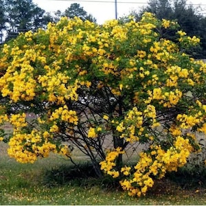 GOLDEN SHOWER TREE~Christmas Senna~Bicapsularis Cassia Plant~Small Rooted Starter Plant~Butterflies Love It
