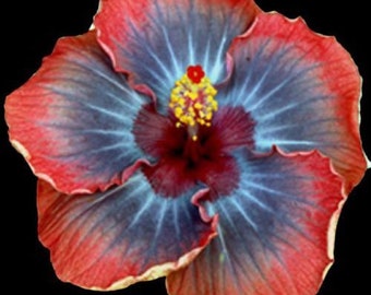 Voodoo Queen**Small Rooted Tropical Hibiscus Starter Plant**Ships Bare Root***Very Rare!