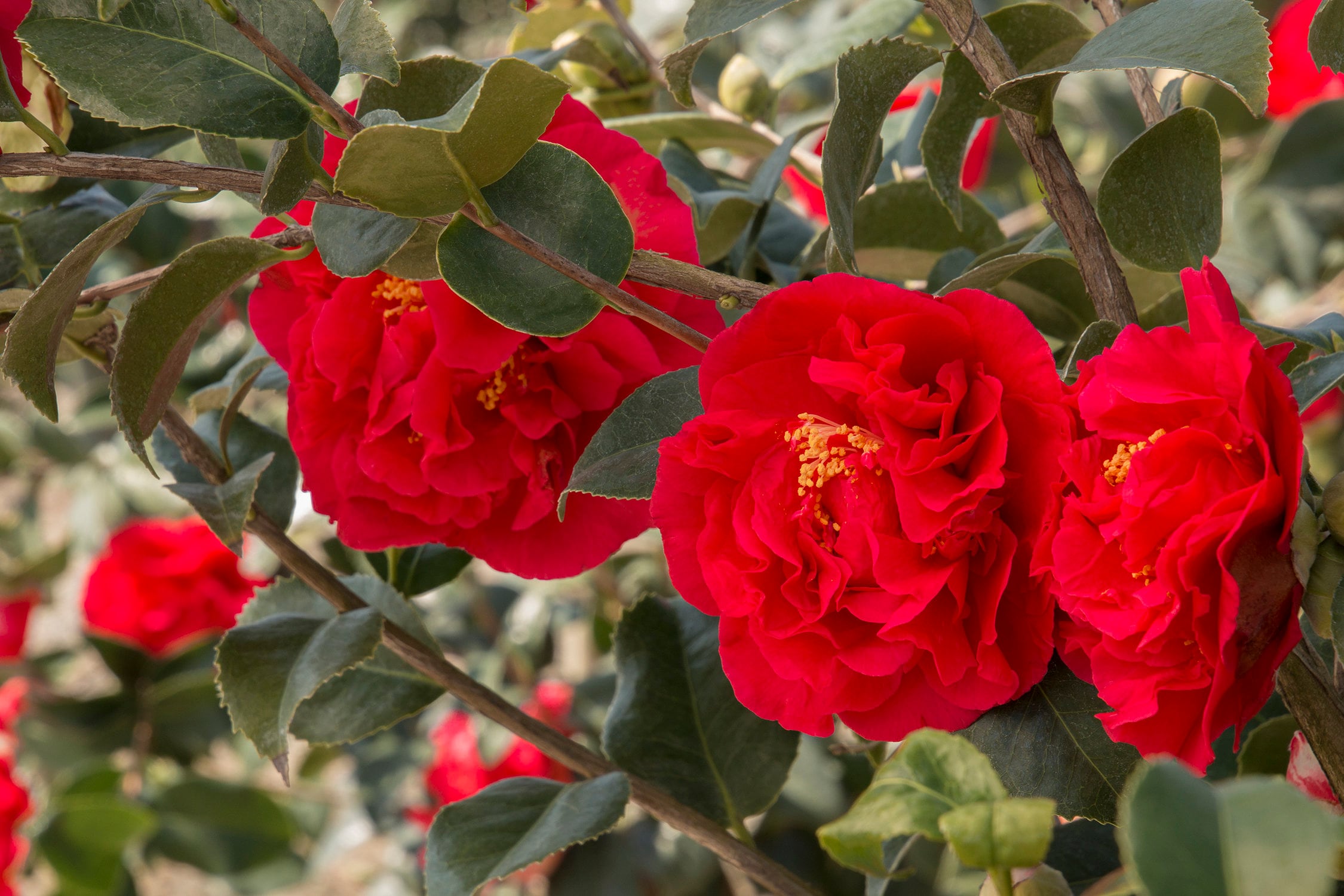 KRAMER'S Supreme**camellia Japonica--live Well Rooted Starter