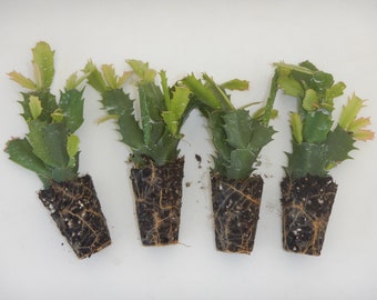 4 Different Named Varieties of Christmas Cactus/Schlumbergera Truncata Well Rooted STARTER Plants