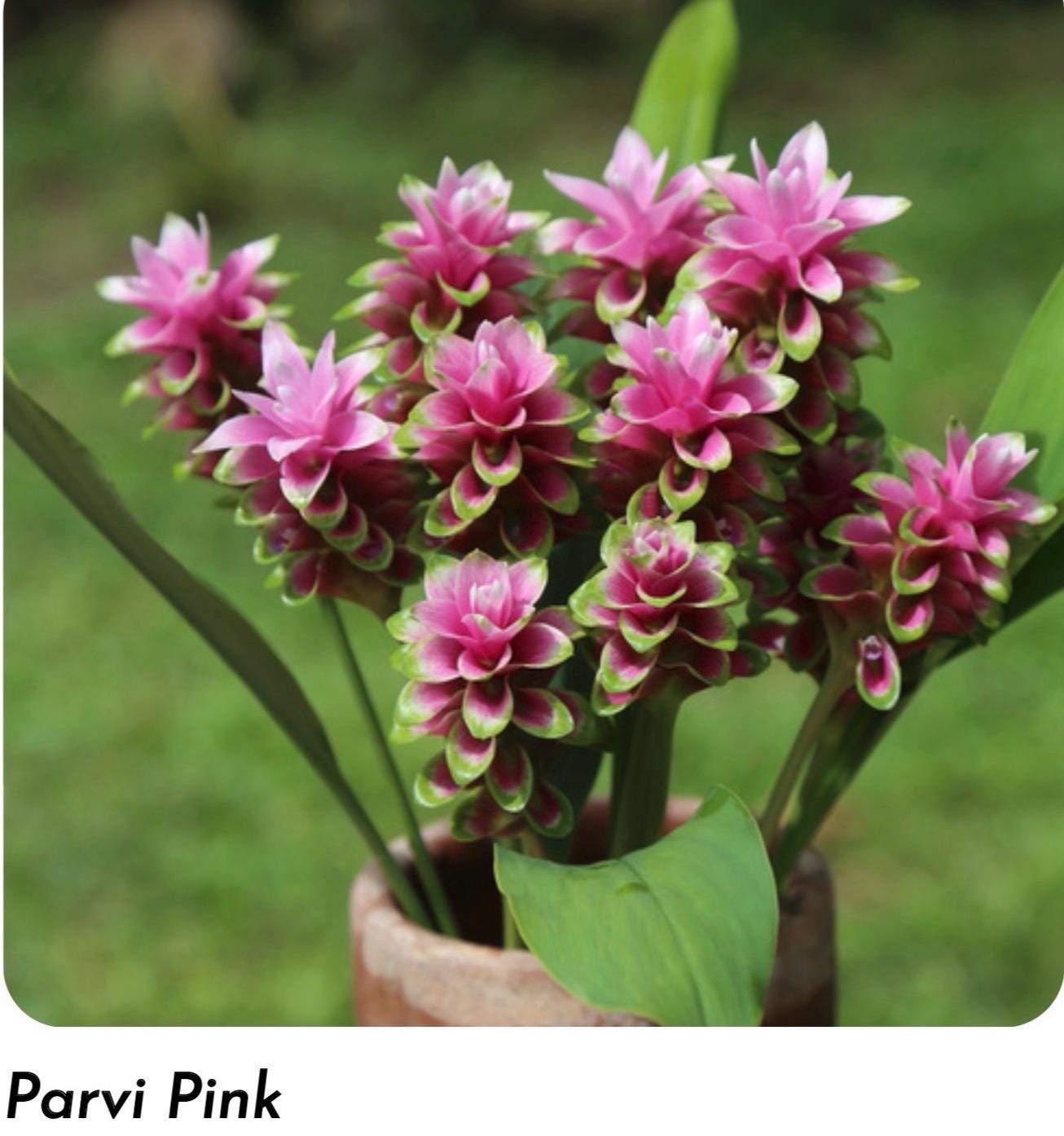 P52] Purple Ginger センペルビウム Purple Ginger Plants - Etsy