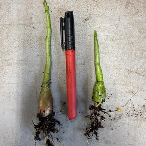 May include: Two small green plant bulbs with roots are displayed next to a red and black marker. The bulbs have a light green stem and a bulbous base. The marker is red with a black cap. The background is a light gray surface.