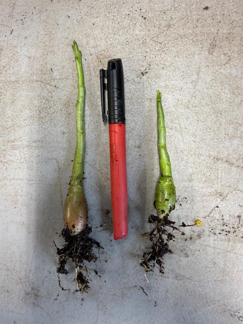 May include: Two small green plant bulbs with roots are displayed next to a red and black marker. The bulbs have a light green stem and a bulbous base. The marker is red with a black cap. The background is a light gray surface.