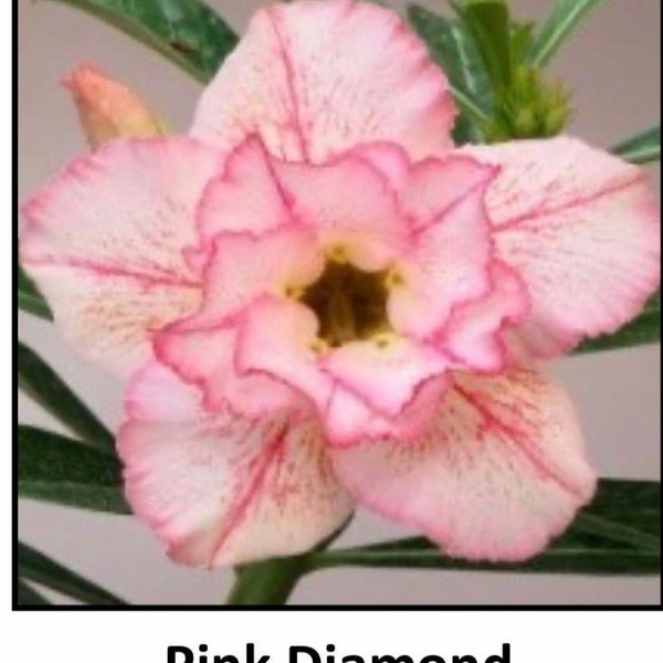 PINK DIAMOND Adenium Obesum Grafted Plant "Desert Rose Plant~~Blooms open yellow & age to Pink!