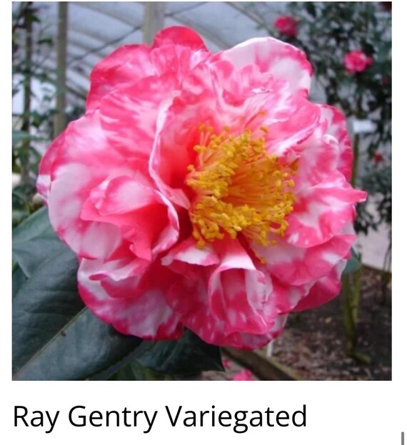 Ray Gentry Variegated Bicolor Bloom** Camellia Japonica-live