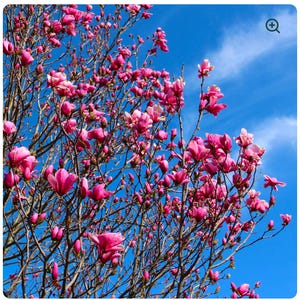 Tinkerbelle~Magnolia Hybrid Tree~Deep Plum purple Fragrant Blooms! 20-28 Inches Tall~Large 1 Gallon Pot