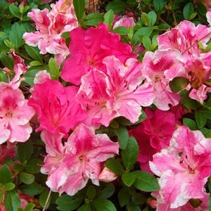 Sugar and Spice~~Azalea Rhododendron Starter Plant~~A Rare Beauty!