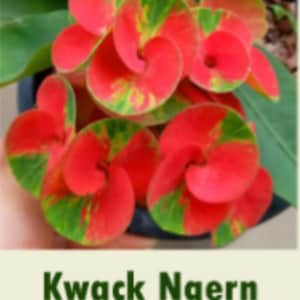 KWACK NGERN**Crown Of Thorns-Euphorbia Milii**Christ Plant**Very Small Well Rooted Starter Plant*2-6 Inches Tall**Extremely Rare Variety