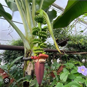 May include: A banana plant with a cluster of green bananas and a large, reddish-purple flower. The plant has large green leaves and is surrounded by other plants in a greenhouse setting.