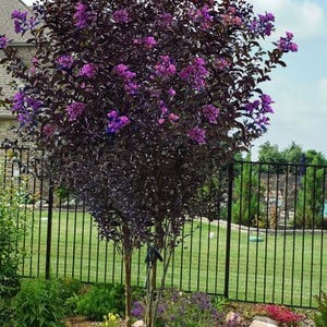 May include: A purple flowering crape myrtle tree with dark foliage growing in a garden setting. The tree is surrounded by a black metal fence and a variety of colorful flowers and rocks.
