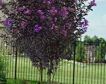 Lavender Skies Thunderstruck~Crepe Crape Myrtle Starter Lagerstroemia Rooted "STARTER" Plant~Gorgeous Purple Blooms with Jet Black Foliage!