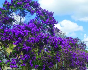 Ecuador Purple Princess Glory Bush Tree Plant~~Tibouchina Lepidota grandifolia