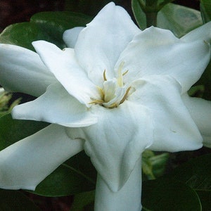 DOUBLE Tahitian Gardenia Taitensis Jasminoides Plant~Intensely Fragrant Flower~~Large Shiny Green Leaves with Unique Star Double Blooms