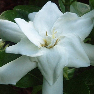 DOUBLE Tahitian Gardenia Taitensis Jasminoides PlantIntensely Fragrant FlowerLarge Shiny Green Leaves with Unique Star Double Blooms image 10