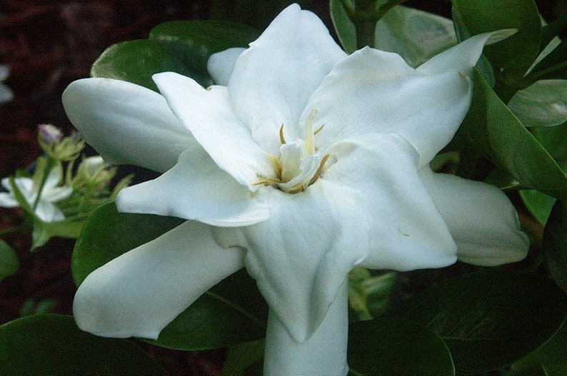 DOUBLE Tahitian Gardenia Taitensis Jasminoides PlantIntensely Fragrant FlowerLarge Shiny Green Leaves with Unique Star Double Blooms image 10