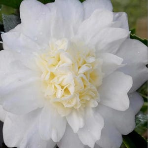 Winter’s Snowman**Unique Creamy White Bloom**Camellia Japonica-Live Well Rooted Starter Plant